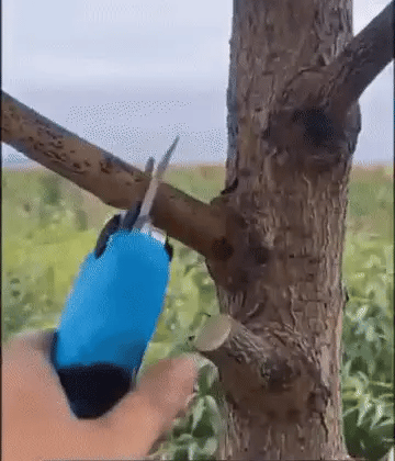 Electric secateurs with lithium battery 20v