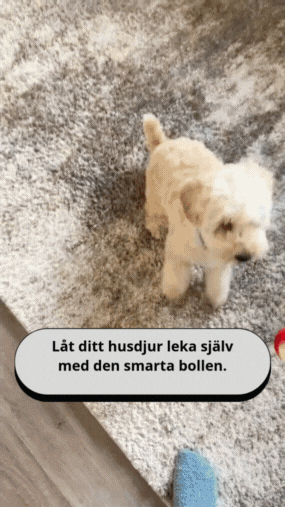 PawMotion – Interactive dog toy with sensor-controlled movement