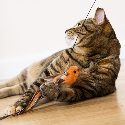 Feather hunting – For the cat, play is not just play