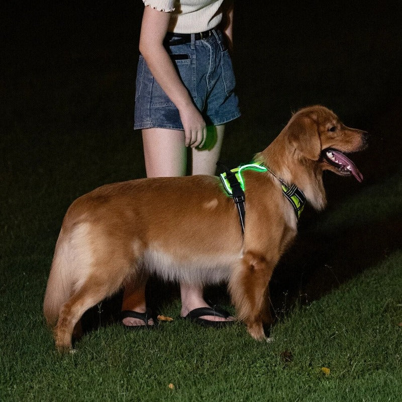 Luminous Dog Harness - for maximum safety