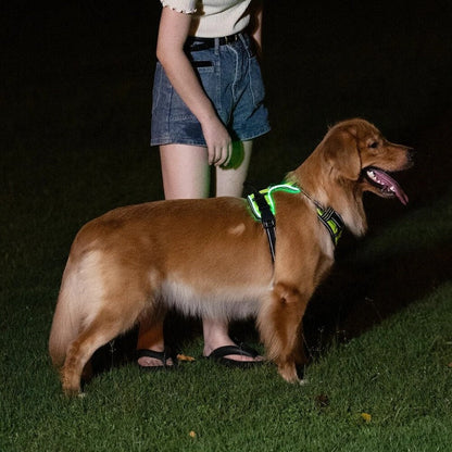 Luminous Dog Harness - for maximum safety