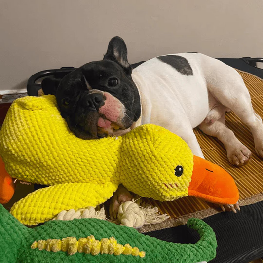 Dog toy for teeth cleaning - Duck