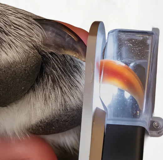Electric Paw Trimmer 2-in-1