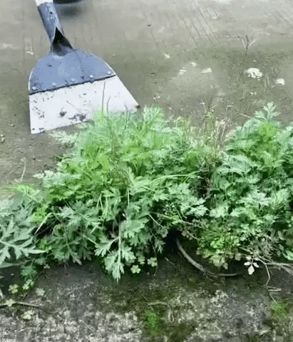 Skrapa Pro – multifunctional steel weeding and cleaning scraper